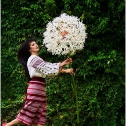 PISSENLITS ET FLEURS D'ÉPICES