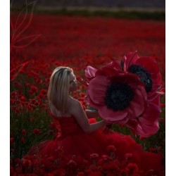 POPPY FLOWER