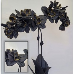 ORCHIDÉE NOIRE